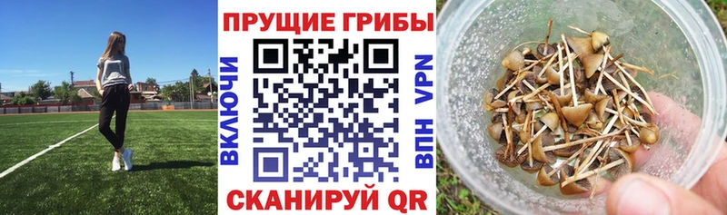 сайты даркнета официальный сайт  blacksprut ONION  Сосенский  Псилоцибиновые грибы ЛСД 